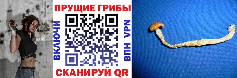 Галлюциногенные грибы Cubensis  блэк спрут как войти  Сусуман 